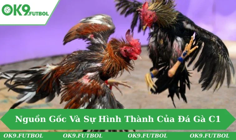 Khán đài sới gà C1 chật kín, ánh đèn rực rỡ bao quanh sàn đấu.