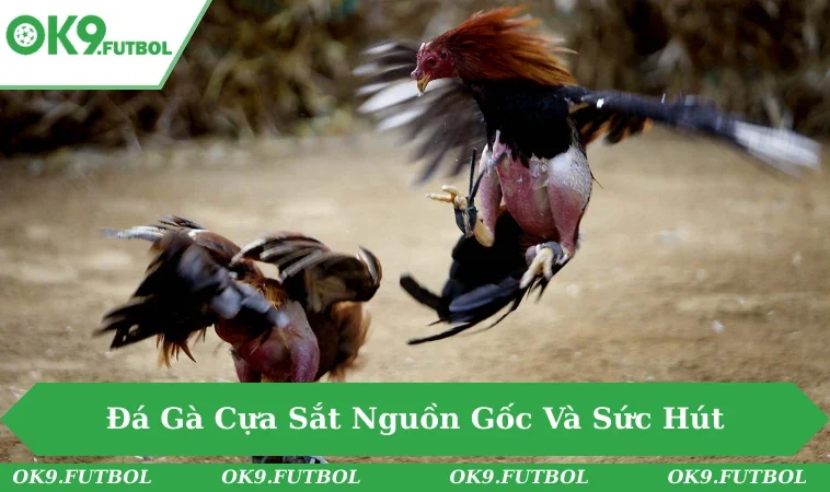 Sân đá gà cựa sắt với khán giả cổ vũ nhiệt tình.