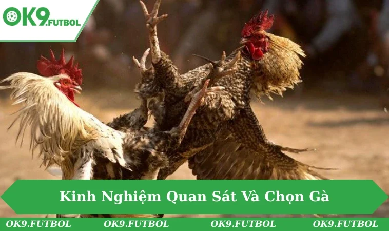 Người theo dõi chăm chú phân tích chiến kê trong trận cựa sắt.