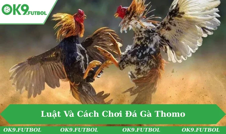 Trọng tài giám sát trận đấu gà Thomo luôn công bằng, minh bạch