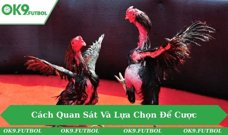 Người theo dõi chăm chú quan sát gà chiến trong trận Thomo